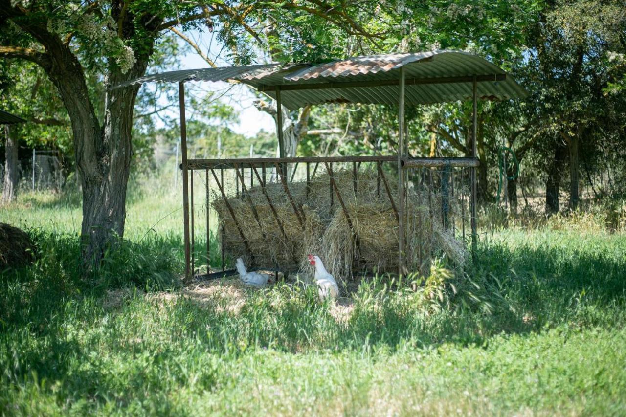 Agriturismo Buen Camino Scarlino Kültér fotó